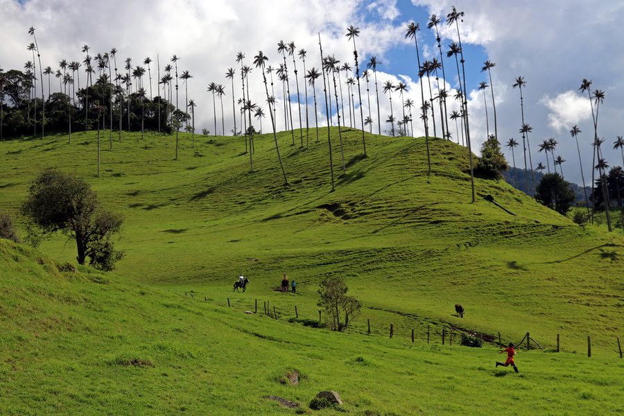 Valle de Cocora wax palms Colombia