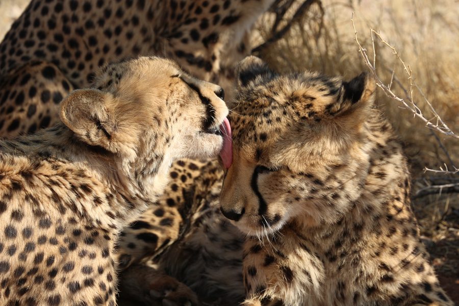 Cheetahs Namibia wildlife